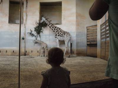 Zoo Praha 7288842