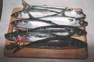 Mackerels